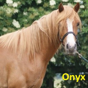 Onyx klein