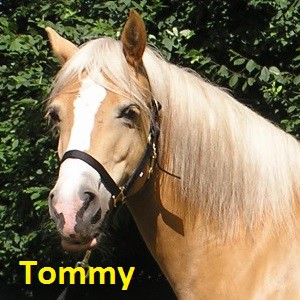 Tommy klein