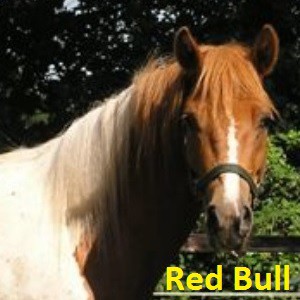 Red Bull klein